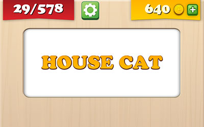  House Cat 